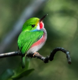 Pájaro tropical cubano